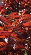 Weigela Florida Wings of Fire, compact variety noted for its foliage. Pink flowers in spring. Green foliage turns bronze in summer deepening to vivid red-orange