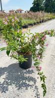 Weigela le Printemps, pale-pink spring flowering Shrub