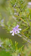 Westringia Fruticosa or Coastal Rosemary