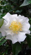 Camellia Sasanqua, White Flowering Evergreen Shrubs, London UK