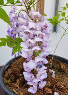 Wisteria Okayaama