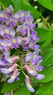 Wisteria Floribunda Blue Moon is a late flowering Japanese Wisteria with lilac blue flowers hanging in long racemes, hardy deciduous climbing plant with vigorous growth buy UK.