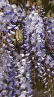 Wisteria Floribunda Burford, a Japanese Wisteria awarded the RHS AGM, for sale online with UK and Ireland delivery