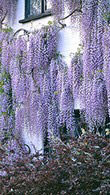 Wisteria Floribunda Macrobotrys - Japanese Lilac Wisteria