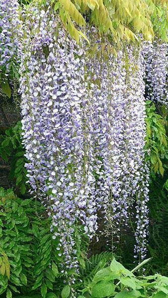 Wisteria Floribunda Multijuga Wisteria Floribunda Longissima