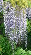 Wisteria Floribunda Multijuga - a spectacular variety with very long flower racemes - stunning variety of Wisteria for sale online, UK delivery.