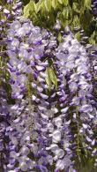 Wisteria Floribunda Sinensis Domino, blue-purple flowering Wisteria for sale online with UK delivery.
