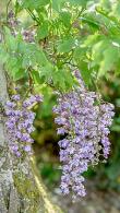 Wisteria Floribunda Violacea Plena - purple flowering Japanese Wisteria, mature plants to buy online, UK delivery