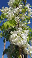 Wisteria Sinensis Alba or white Japanese Wisteria for sale online at our London garden centre