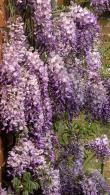 Wisteria x Formosa Issai climber, Wisteria Formosa Issai to buy online with UK and Ireland delivery.