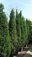 X Cupressocyparis Leylandi Pyramidalis, Leyland Cypress variety with dense columnar growth habit, also known as Tuscan Style Leylandii due to its compact shape