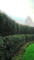 Yew or Taxus Hedging Plants  for sale in London and online with nationwide delivery UK 