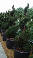 Yew Spirals(Taxus Baccata Topiary Spirals), Topiary plants, UK