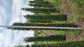 Yew Tuscan Cones or Yew Topiary Columns