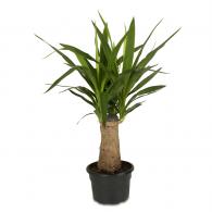 Yucca House Plant
