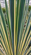 Yucca Filamentosa Bright Edge Needle Palm