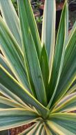 Yucca Gloriosa Variegata Variegated Spanish Dagger Plant