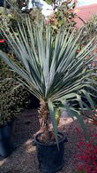 Yucca Gloriosa, an evergreen, hardy succulent Yucca 