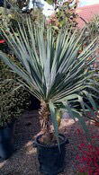 Yucca Gloriosa, an evergreen, hardy succulent Yucca