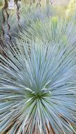Yucca Rostrata Blue Swan for sale at hardy exotics specialist Paramount Plants and Gardens. We sell online.