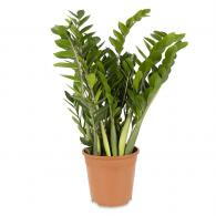 Zamioculcas Zamiifolia, ZZ Plant or Zanzibar Gem,