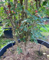 Zanthoxylum Simulans Sichuan Pepper