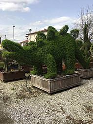 Dinosaur Topiary Tree, Stegosaurus shaped topiary from Ligustrum Jonandrum, for sale online with UK delivery.