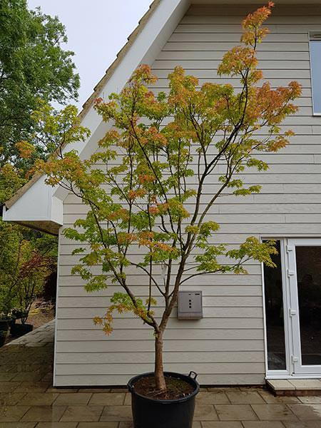Acer Polymorphum Viridis mature tree for sale, buy the tree you see, 20 years old, for sale online with UK delivery.