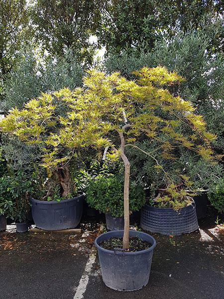 Acer Polymorphum Viridis umbrella shape full standard tree, you buy the tree you see in the image, delivery UK.