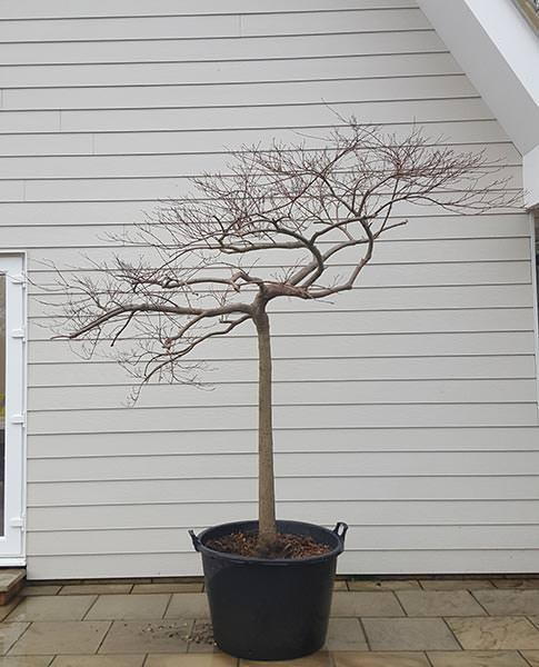 Acer Polymorphum Viridis mature tree for Japanese garden, buy the exact tree you see in the image from our specialist nursery in London, UK.