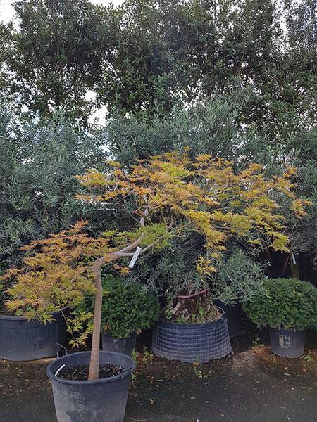 Acer Polymorphum Viridis - Japanese Acers, compact well proportioned tree, you buy this exact tree in the image. For sale UK.