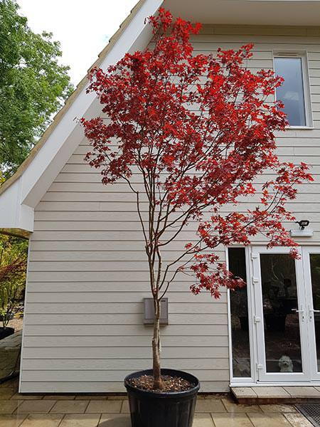 Multi stemmed Japanese Acer tree, Acer Palmatum Bloodgood, you buy this exact tree - we deliver throughout the UK