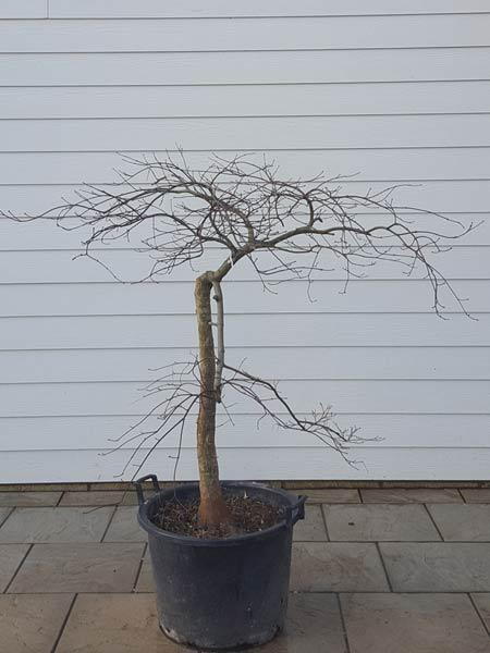 Acer Palmatum Dissectum Garnet, Japanese Acer tree with umbrella shaped crown - weeping habit. You buy this exact tree, we deliver UK.