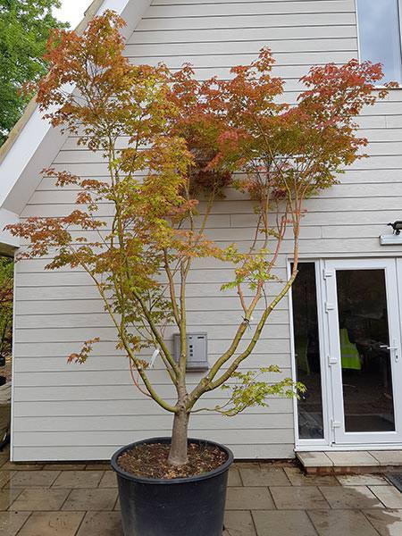 Acer Polymorphum Viridis large, mature Acer tree for sale, this is the tree you buy. For sale online with UK delivery.