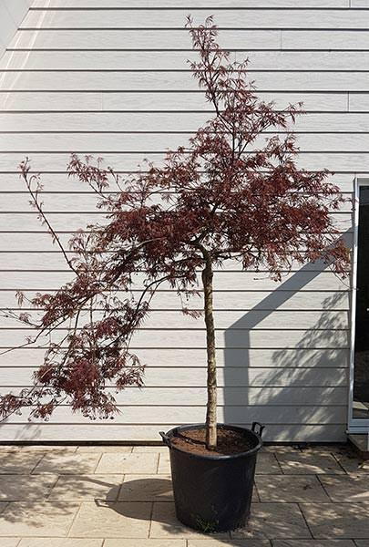 Unique Acer Dissectum Garnet trees - you buy this exact tree, delivery throughout the UK
