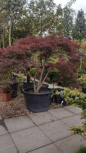 Acer Garnet - Japanese Acer, mature size with a unique shape, you buy this exact tree. UK delivery.