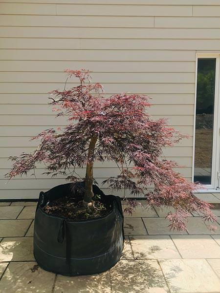 Acer Dissectum Garnet - unique Japanese maple tree, trained as an umbrella shaped low growing tree, you buy this exact tree. UK delivery.