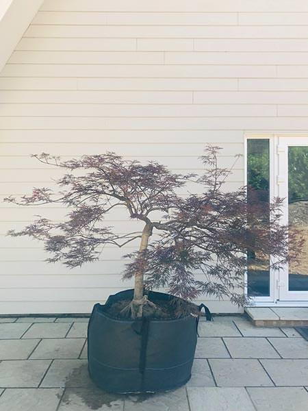 Acer Dissectum Garnet, beautifully trained mature tree, low growing shape perfect for Japanese style gardens, you buy this exact tree, UK delivery.