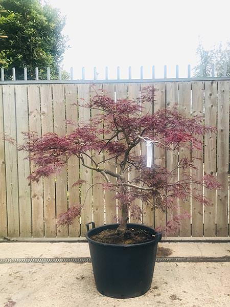 Acer Dissectum Garnet, specimen tree, you buy the exact tree in this image, delivery UK.