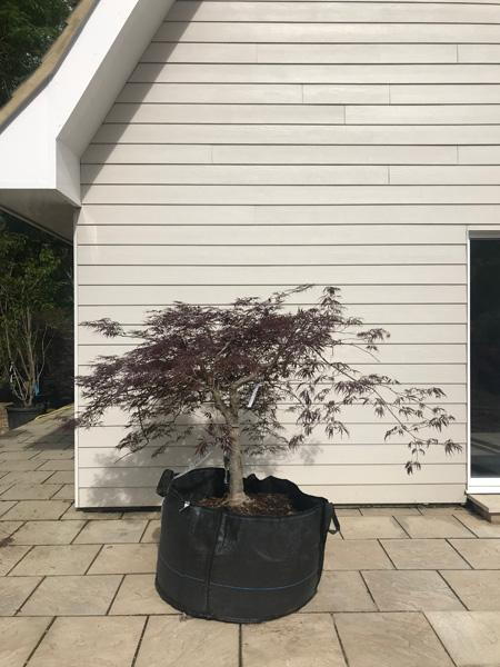 Acer Dissectum Garnet, beautiful burgundy foliage and expertly trained Japanese tree, you buy this exact tree, delivery UK.