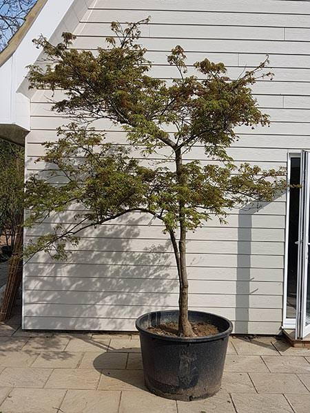 Acer Dissectum Viridis, Japanese Maple tree, beautiful specimen, mature tree for instant impact - we deliver in the UK.
