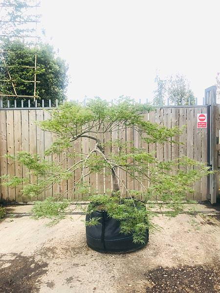 Acer Dissectum Viridis - mature low growing tree, expertly trained, you