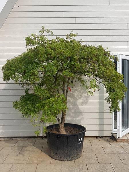 Acer Dissectum Viridis, Japanese maple tree - large mature specimen tree, you are buying the tree in the image, deliver UK.