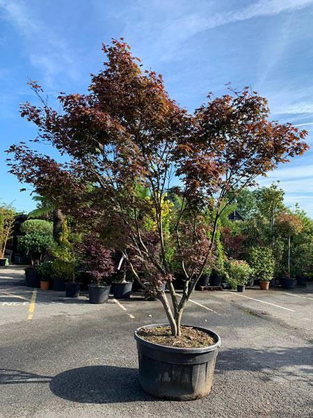 Acer Palmatum Atropurpureum - unique Japanese Acers for sale online with UK wide delivery. These are mature specimen trees.