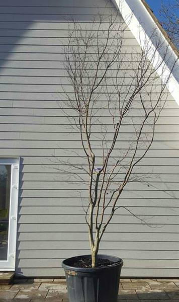 Acer Palmatum Atropurpureum multi stemmed Japanese Acer tree, beautiful shape and good sized specimen tree, this is the exact tree you