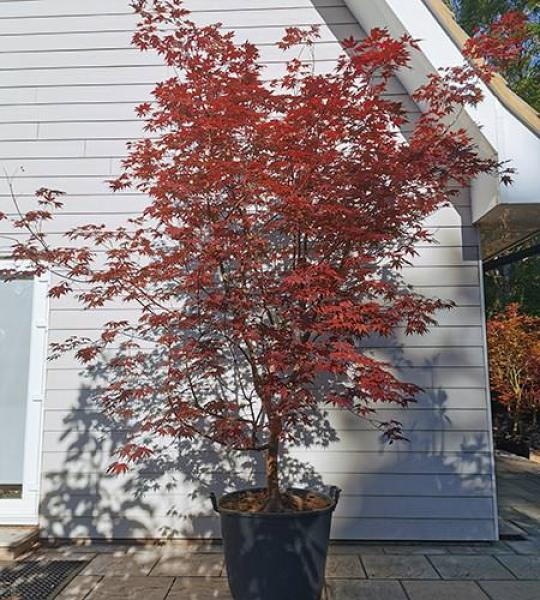 Acer Palmatum Bloodgood