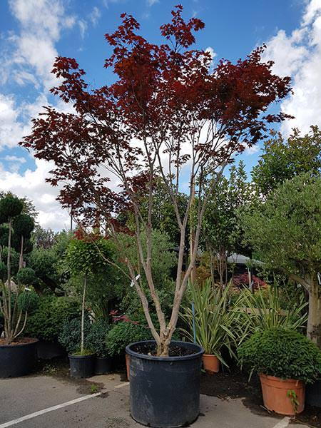 Japanese Acer Palmatum Atropurpureum, spectacular multi-stemmed tree with excellent shaping, 24 years old this is the exact tree you buy, UK delivery.