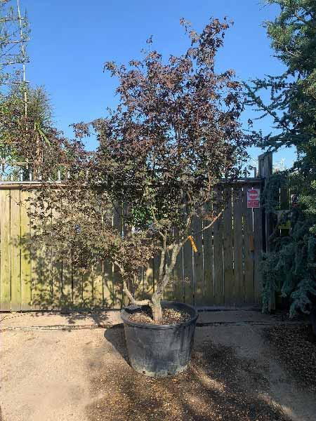 Acer Palmatum Bloodgood unique tree - mature specimen, you buy the tree in the image - delivery UK