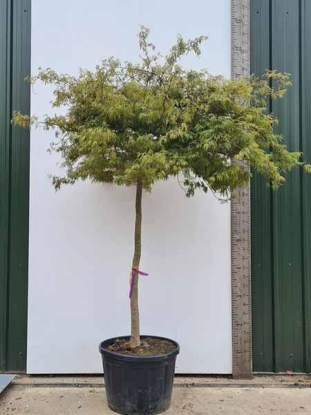 Acer Palmatum Dissectum Flavescens Unique Tree For Sale UK