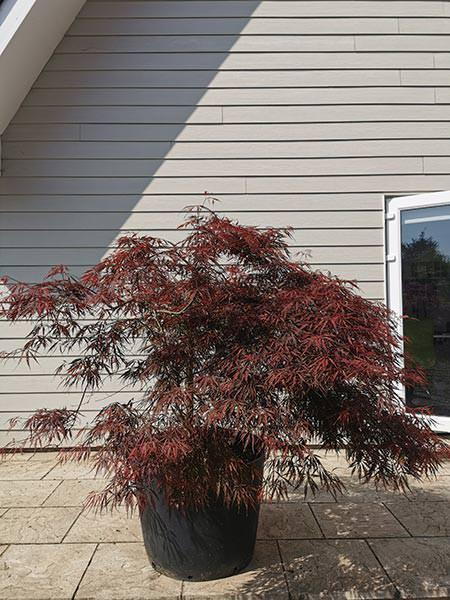 Acer Palmatum Dissectum Garnet